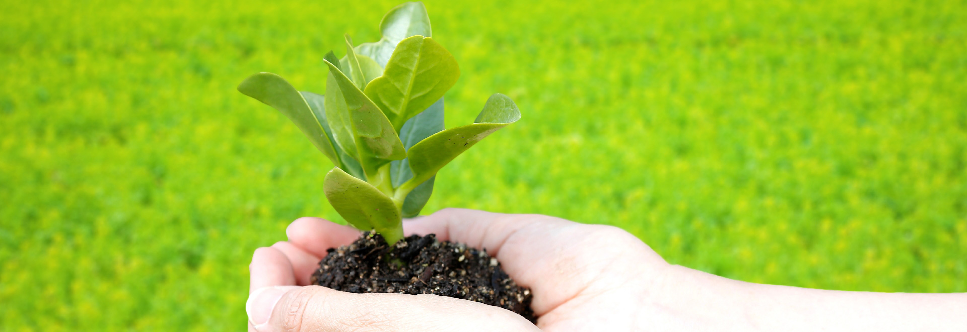 再生イメージ写真